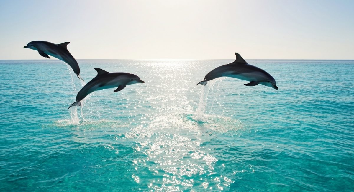 Swimming with Dolphins Hurghada: Review, Tips & Booking