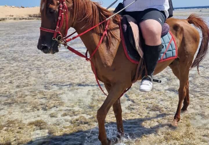 Pferdeausritt in Hurghada