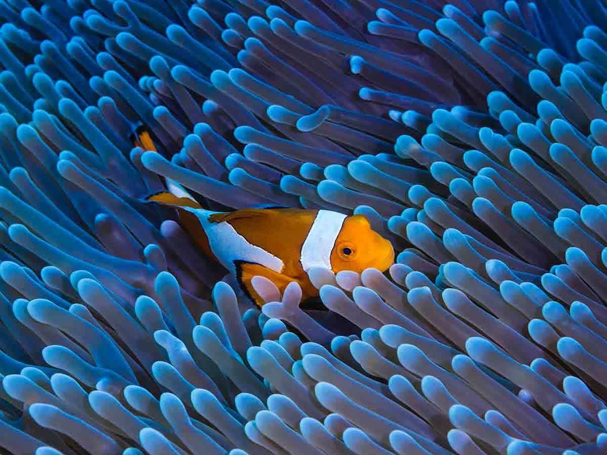Coral Garden Schnorcheln