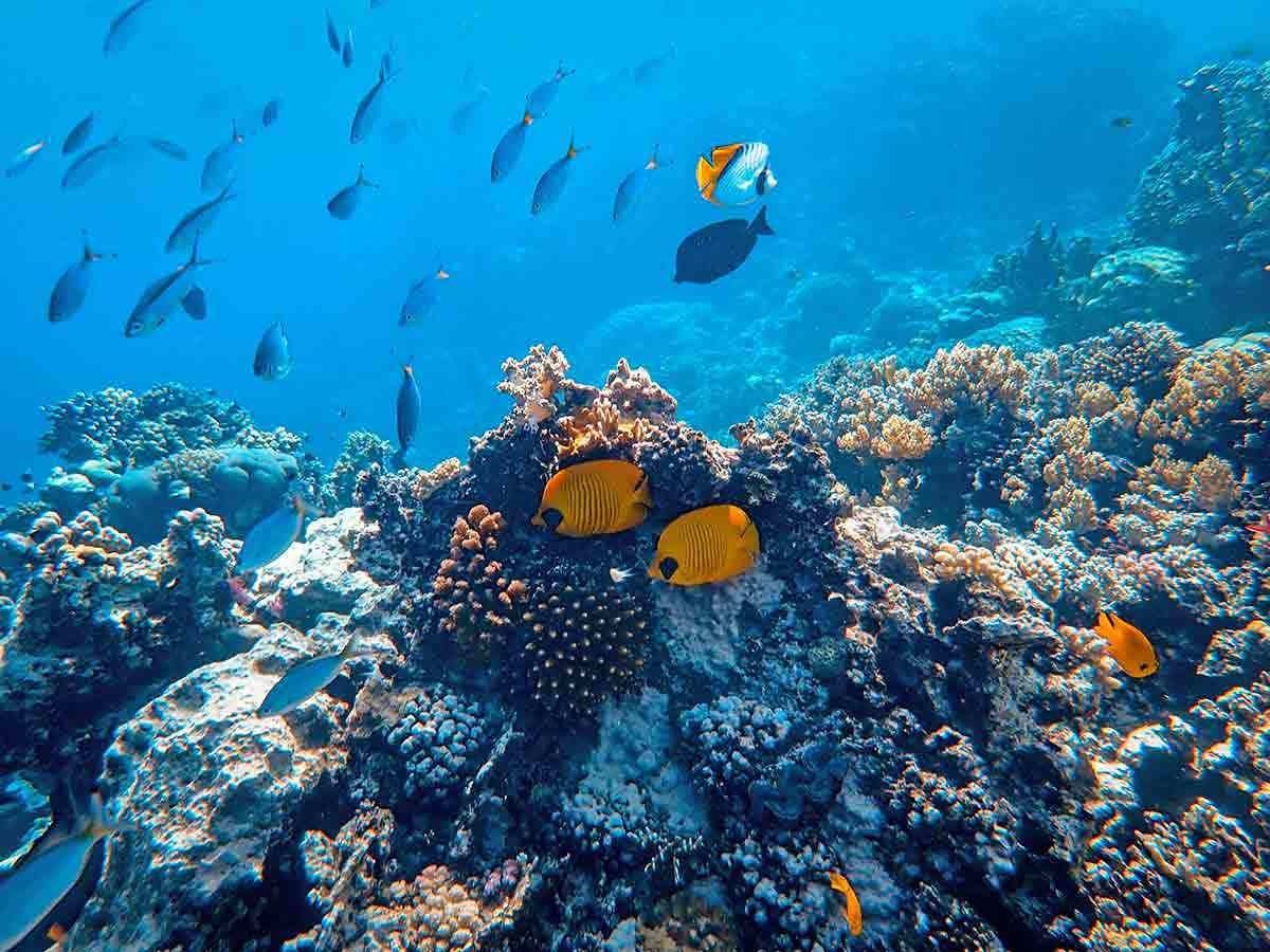 Coral Garden Schnorcheln