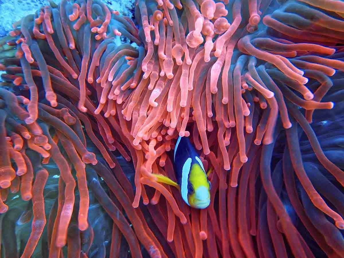 Coral Garden Schnorcheln