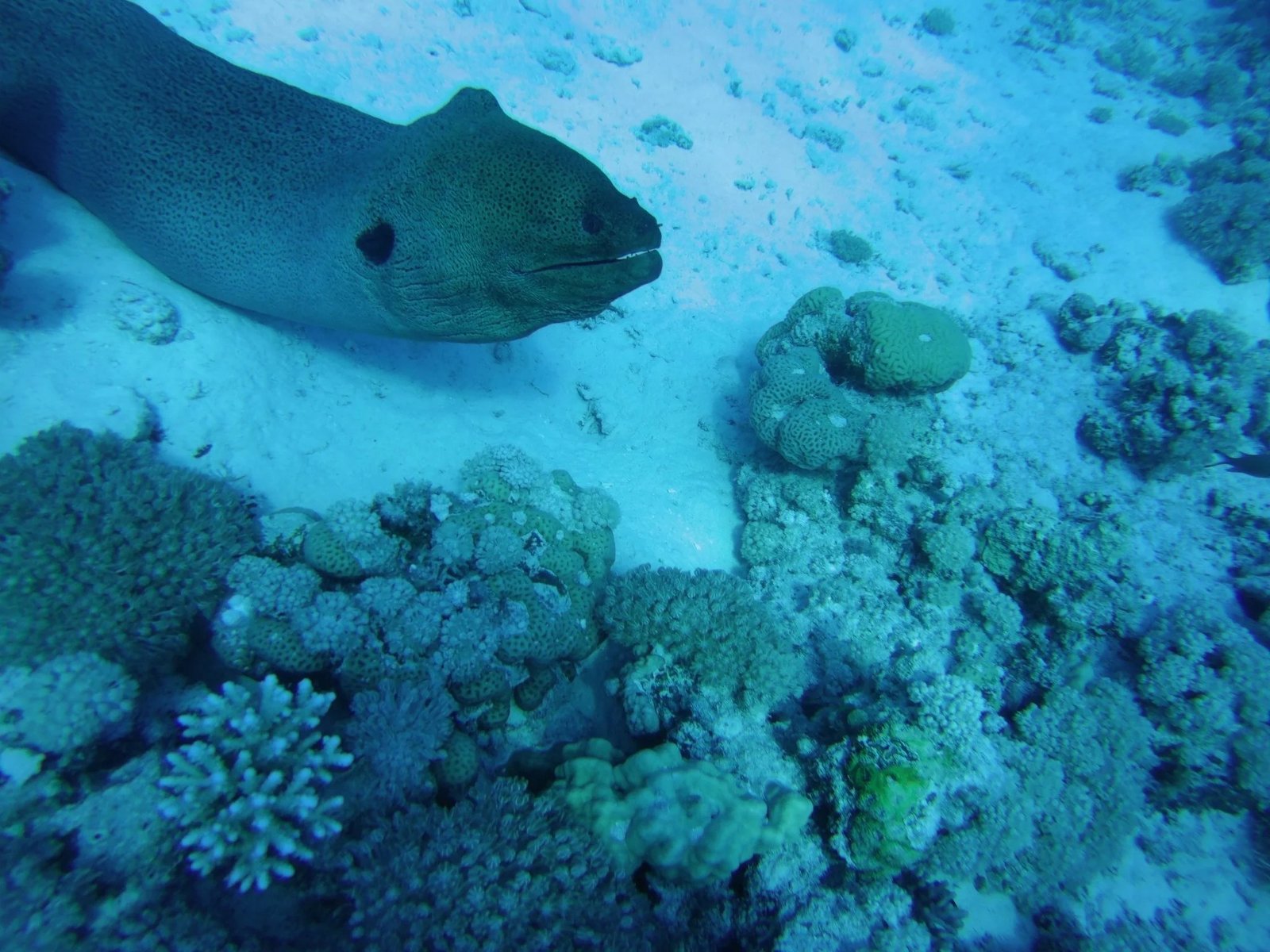 Coral Garden Schnorcheln