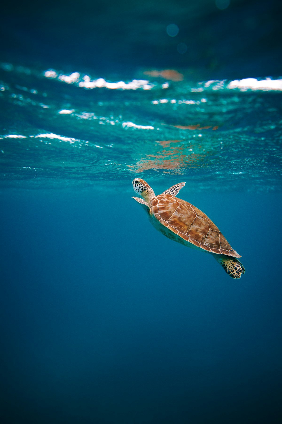 Familienfreundliche Private Bootstour Hurghada