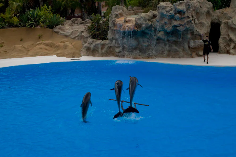 Delfin-Ausflug Hurghada – VIP Elite