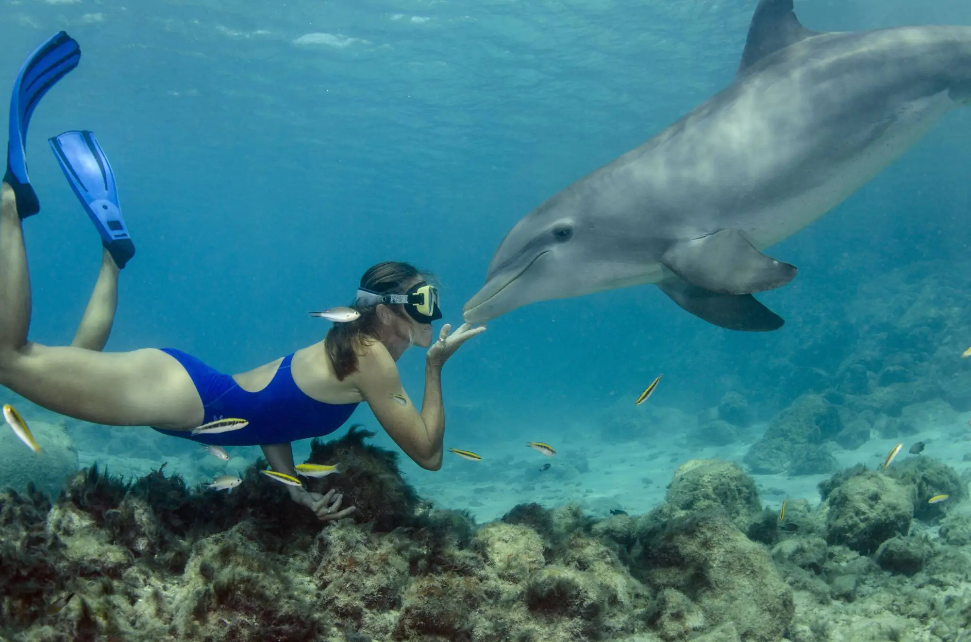 Dolphin Swimming Hurghada