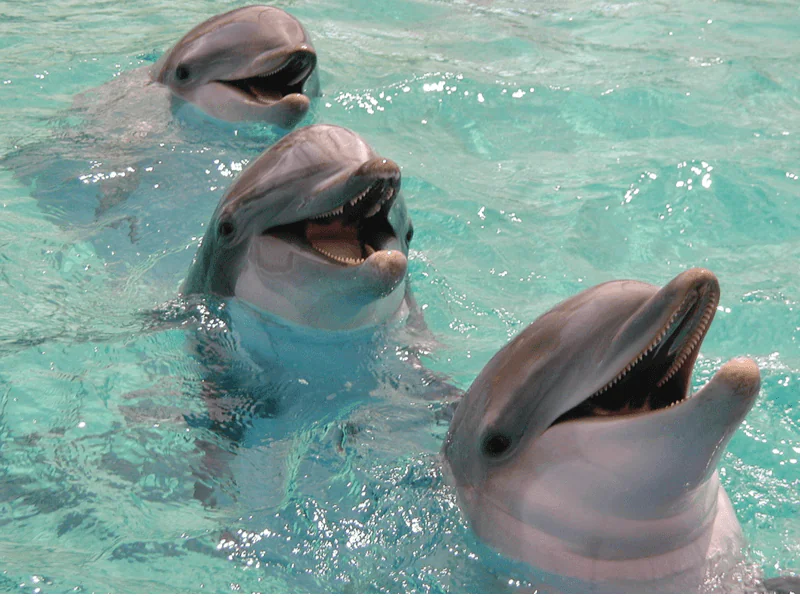 Dolphin Swimming Hurghada