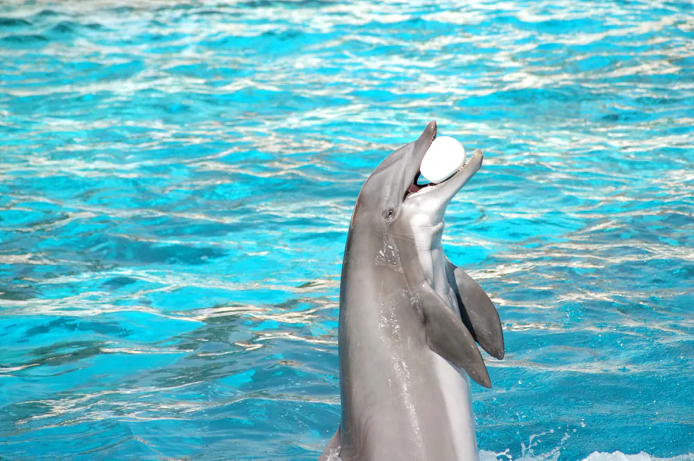 Delfin-Schwimmen Ausflug ab Hurghada im Sommer