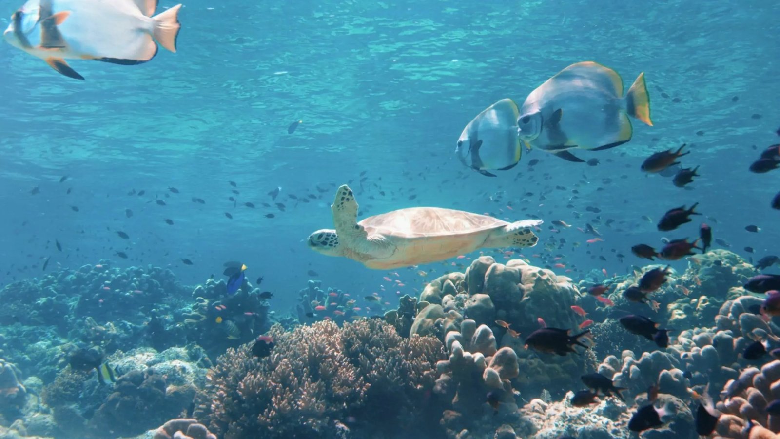 Private Schnorcheltour Hurghada - Speedboot VIP Tour