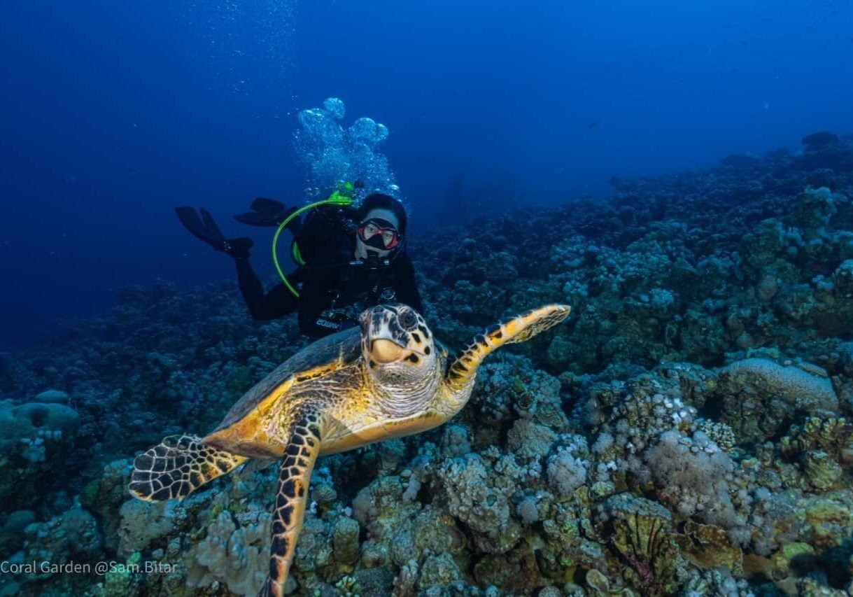 Tauchen und Schnorcheln im Roten Meer bei einem Ägypten-Urlaub 2026