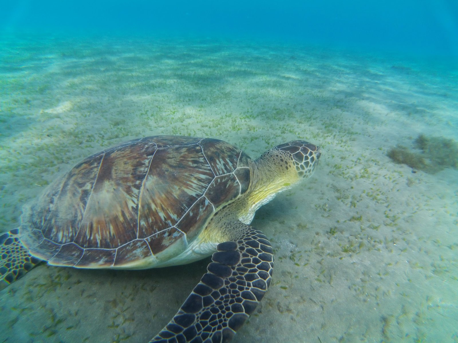 Orange Bay, Mahmya oder Paradise Island?
