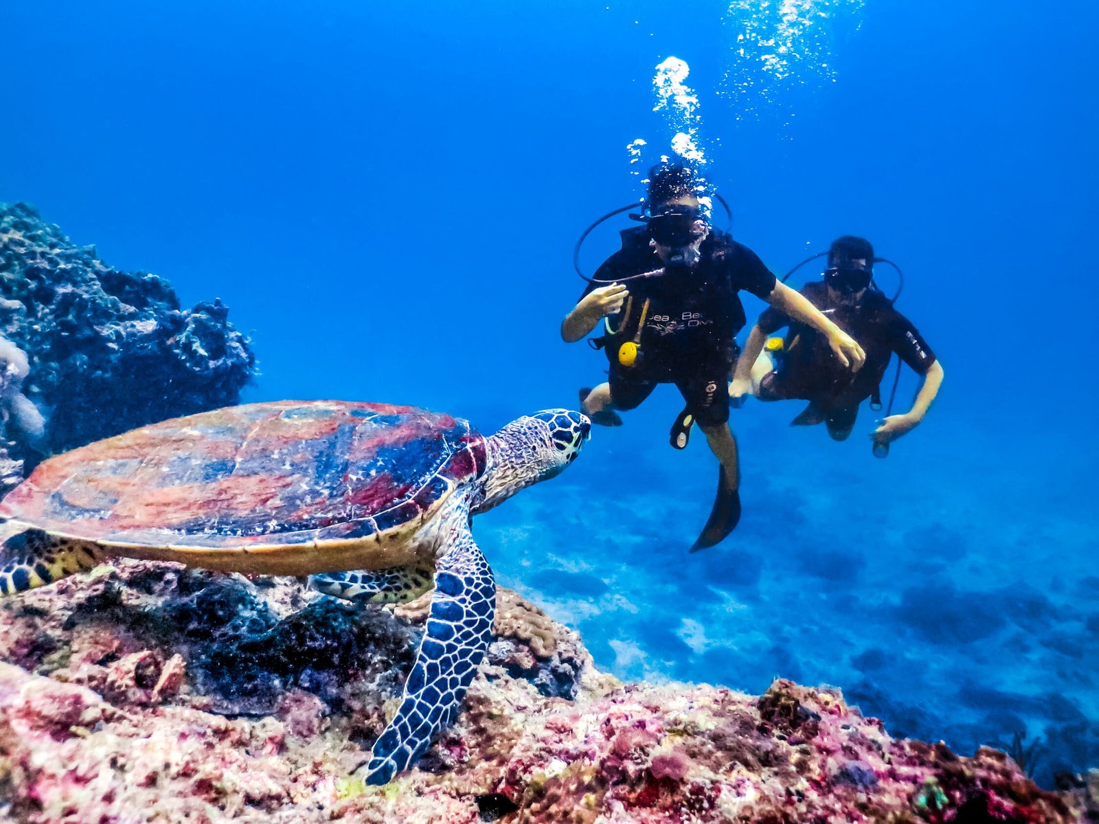 Delfinschwimmen in Hurghada mit Boot und Schnorcheln