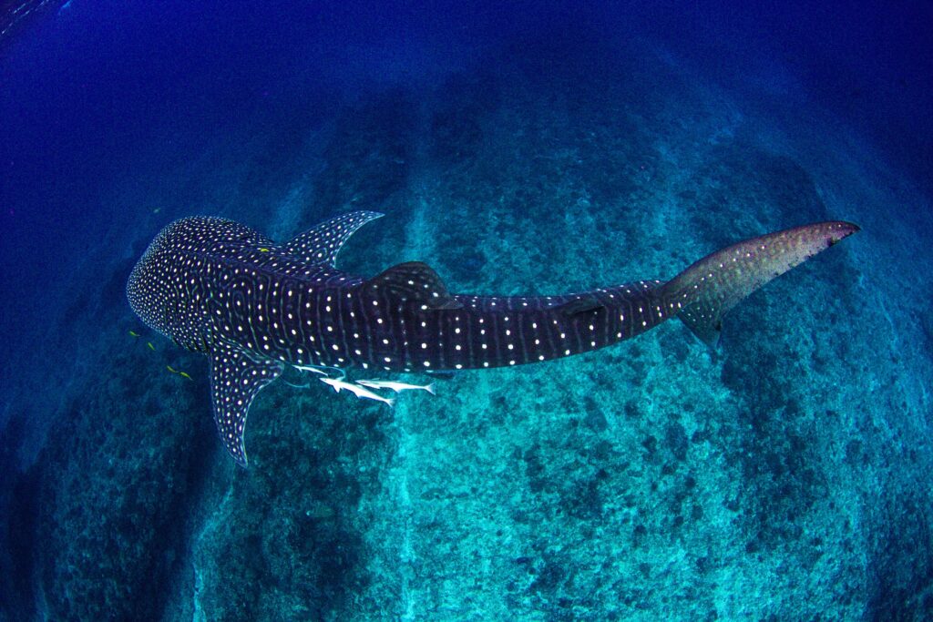 Hurghada Grand Aquarium-2025
