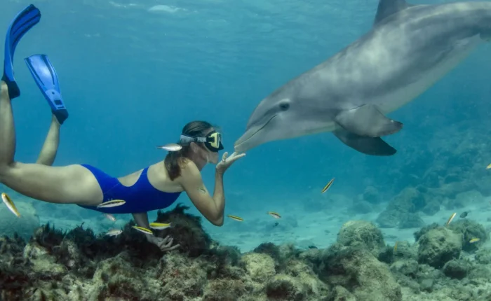 dolphin vip