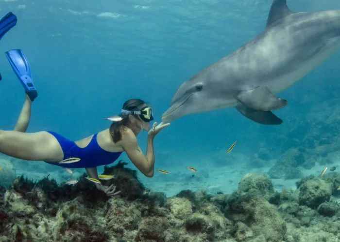 dolphin vip