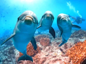 Dolphin swimming Hurghada